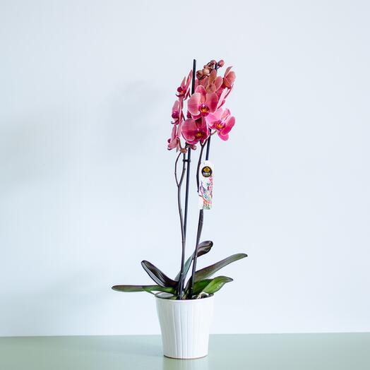 Coral phalaenopsis orchid