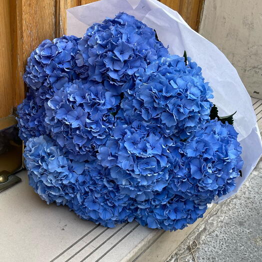 Blue hydrangeas