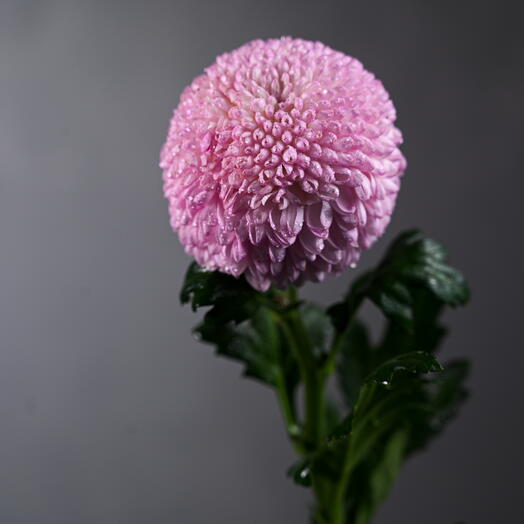 Momoko Chrysanthemum (Indicum Grp) -0768