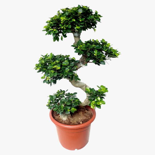 Ficus Bonsai S Shape – Microcarpa