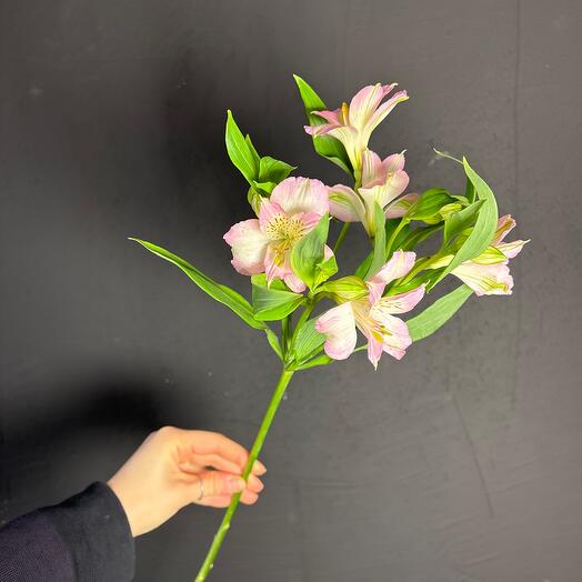 Flowly