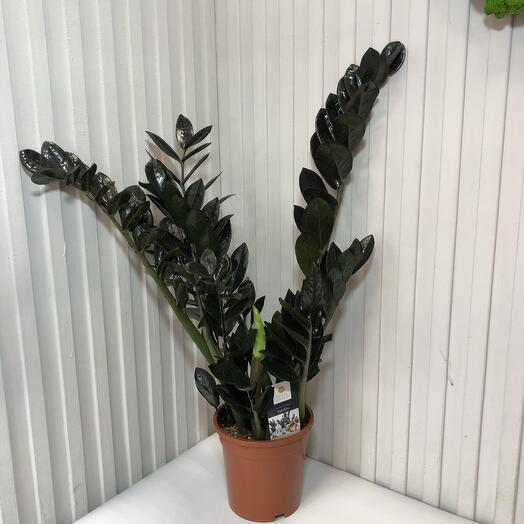 Замиокулькас равен черный XL