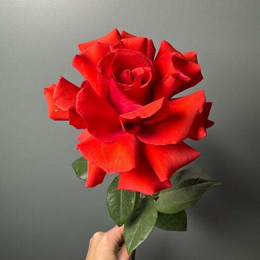 Яркая французская Нина 🌹
