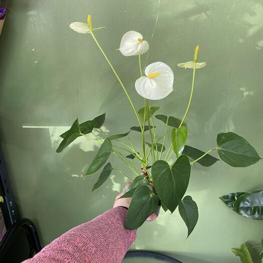 Комнатное растение Антрориум