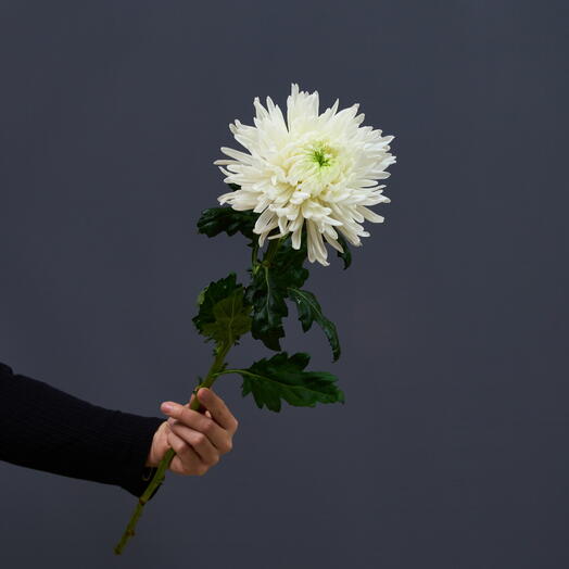 Madam President Flowers