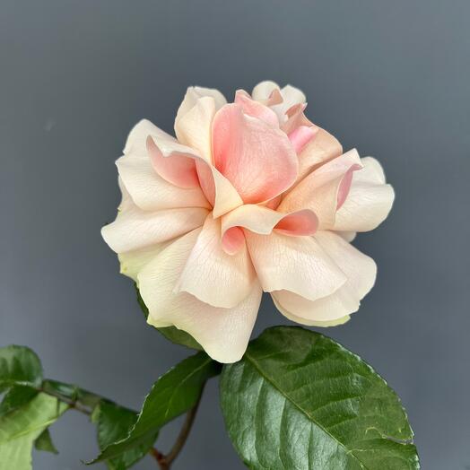 Rosa francesa rosa suave
