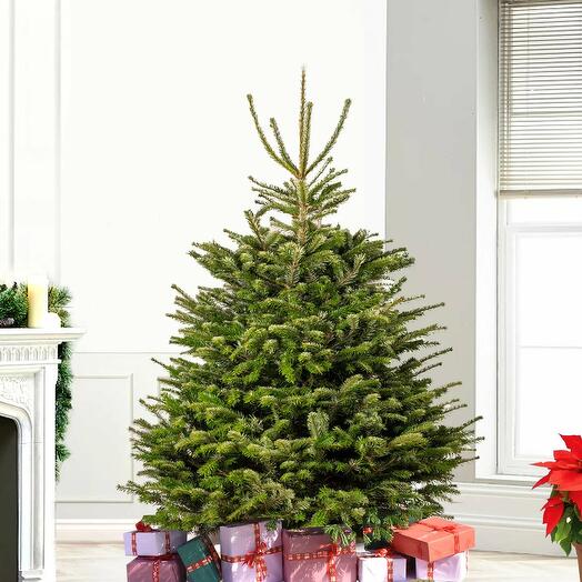 4 to 5 Feet Fresh Christmas Tree