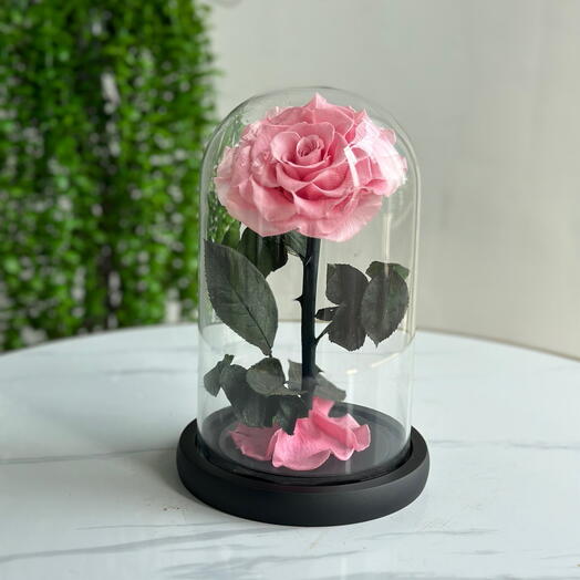Forever Rose Pink (preserved rose)