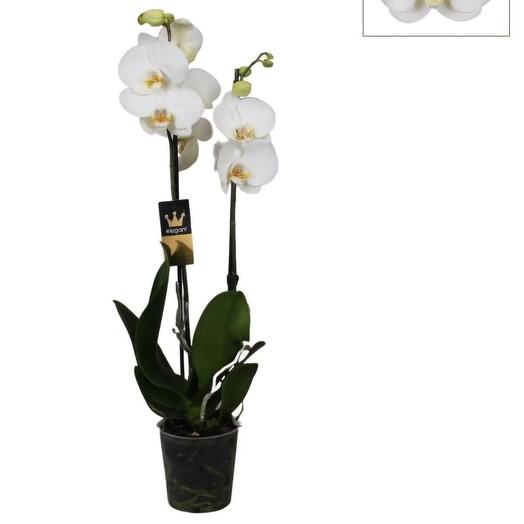 Orchidee blanche