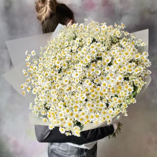 A cloud of daisies