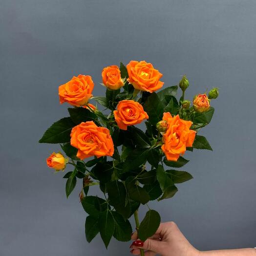 Лилия Flowers