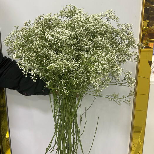 Gypsophilas white bunch