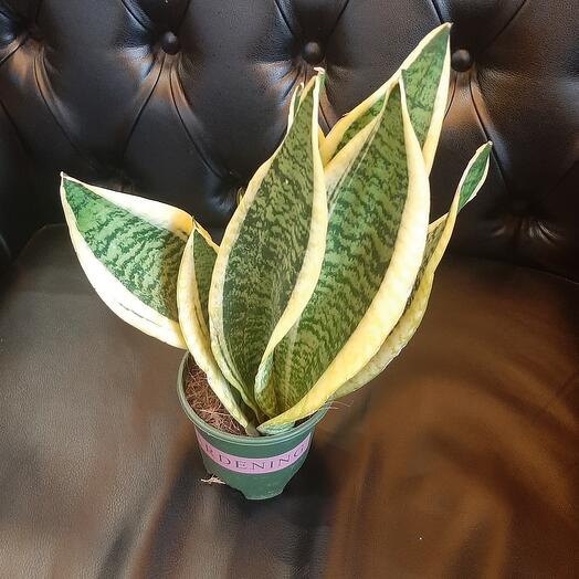 Комнатное растение Сансивьерия