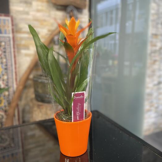 Bromelia Orange + Cache Pots 🫙