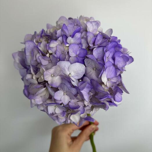 Mai Flowers studio