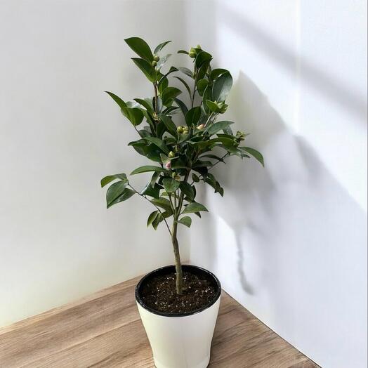 Японская Роза. Камелия