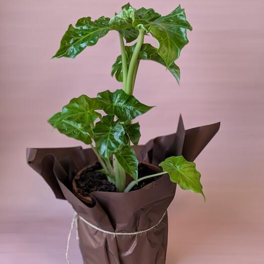 Алоказия в горшке