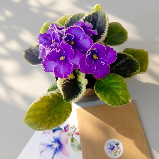 Flora Decor
