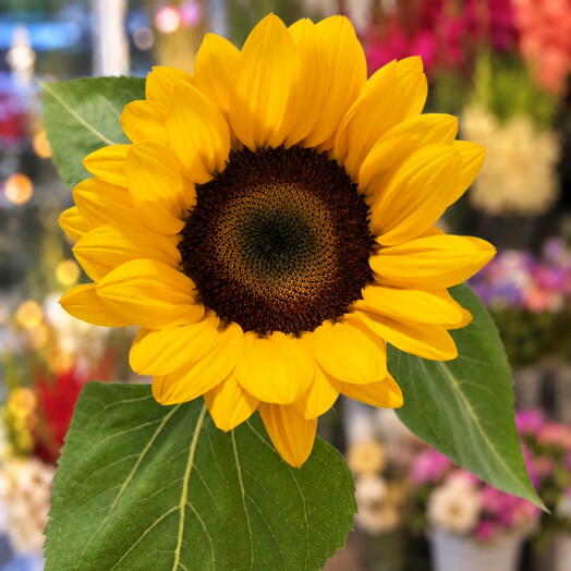 M. Flowers