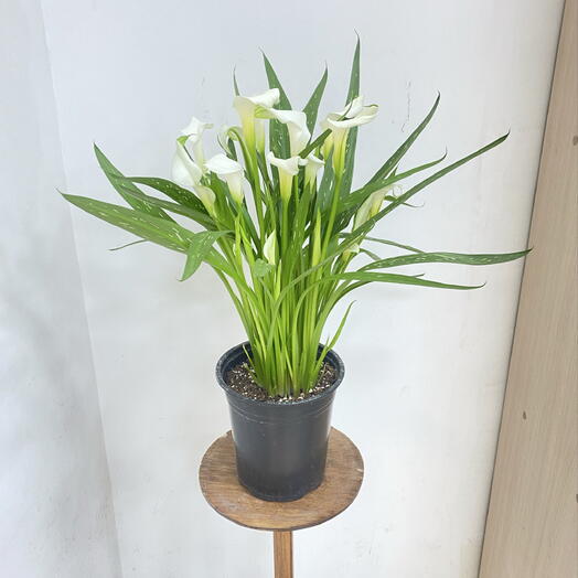 Hermosa flowers