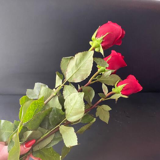 Розы красные эквадор