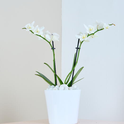 White Orchid