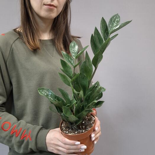 39цветов