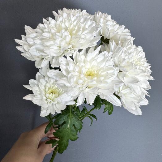 Bloom An