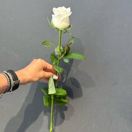 Белая Роза 60см