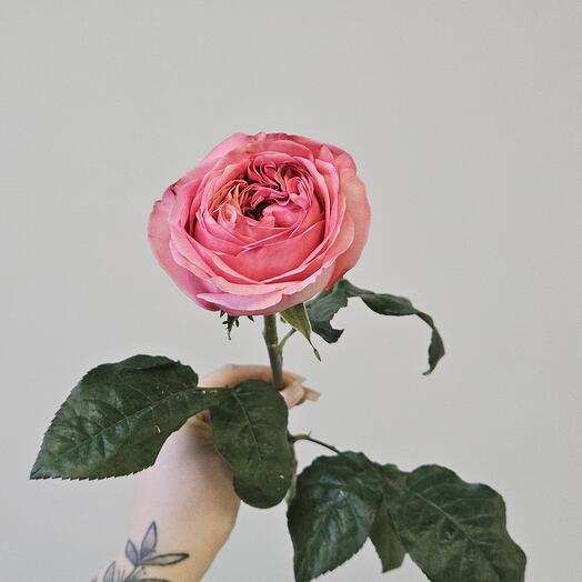 Роза пионовидная Пинк Экспрешен