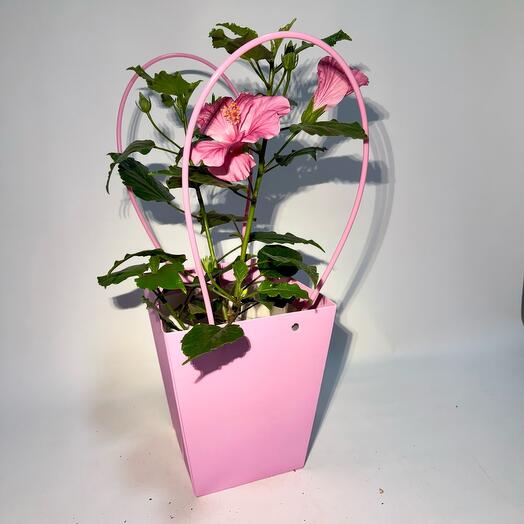 Гибискус Китайская Роза, декоративно-цветущее растение, 25см, 1шт