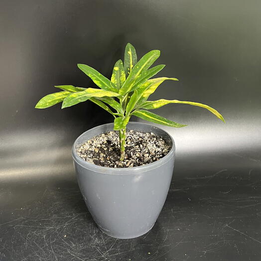 Flo Florarium