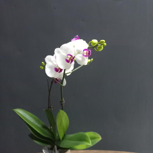 Bloom_Room