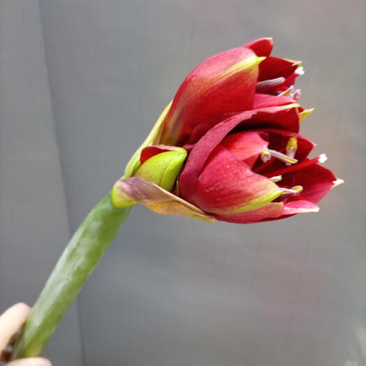 Цветы. Лесроз