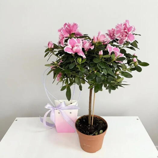 SUNFLOR