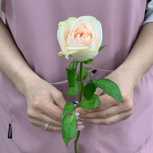 Rosa de una sola cabeza "Wedding Rose"