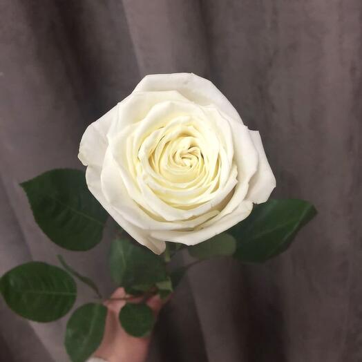 White Rose