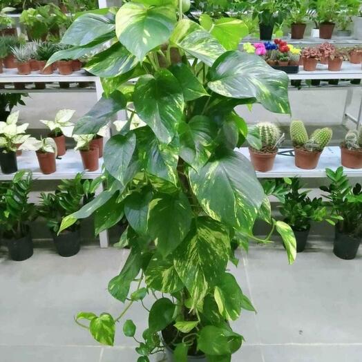 Mani plant