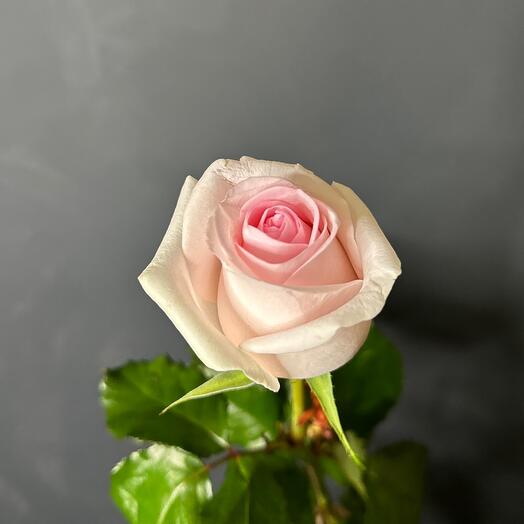 Delicate Rose Ecuador