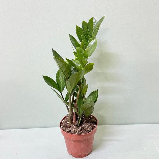 Комнатное растение замиокулькас zamifolia