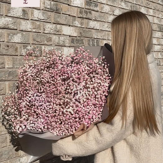 Pink gypsophilia