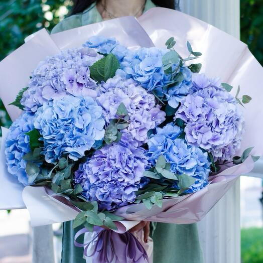 Hydrangea blue