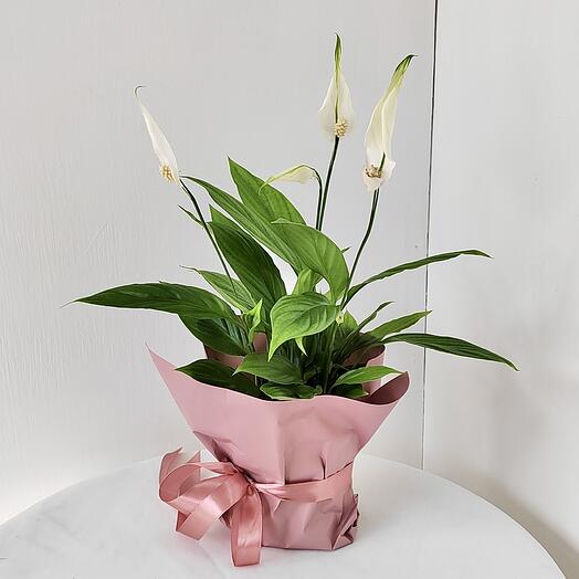 Gran Pri flowers