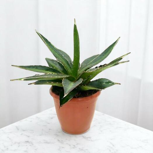 Agave Lophantha Green – Hardy Succulent with Striking Foliage | Indoor   Outdoor Plant