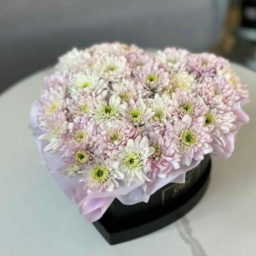 Сиреневая кустовая хризантема в коробке