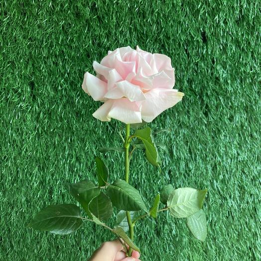 I love flowers and coffee