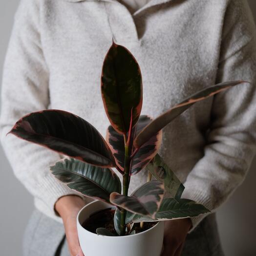 Фикус Робуста