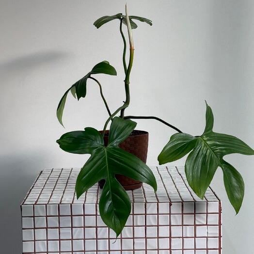 Филодендрон в кашпо