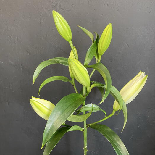 Samflowers