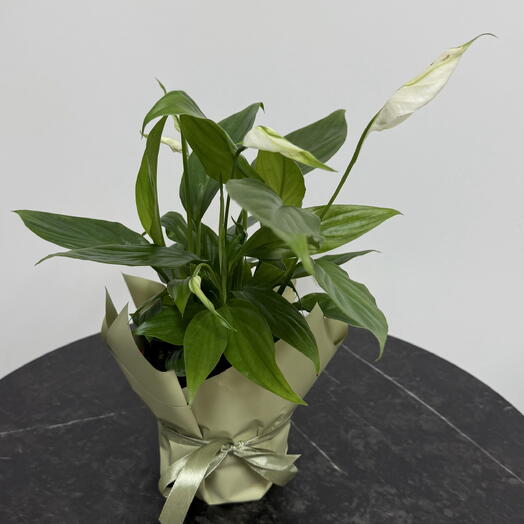 Vesna Flowers